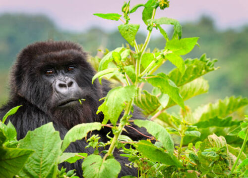 Uganda Gorilla Tour