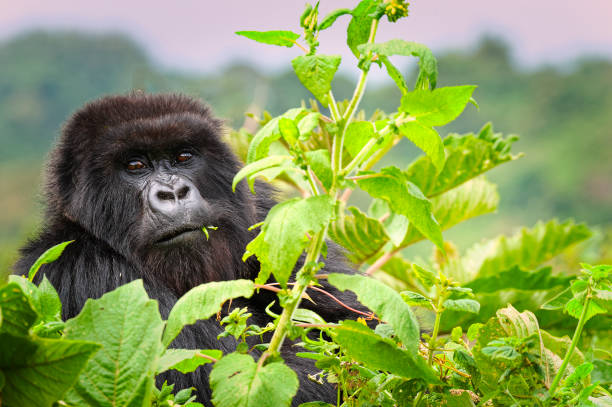 Uganda Gorilla Tour