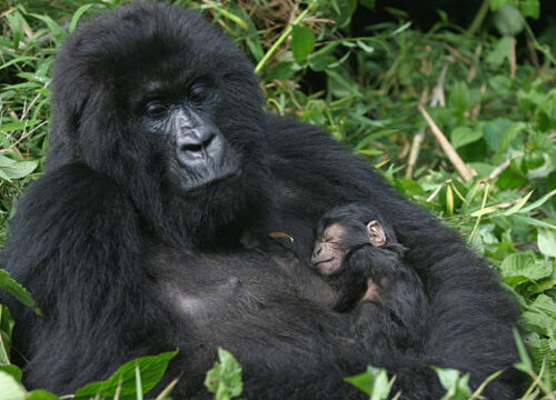 Uganda Wildlife and Gorillas