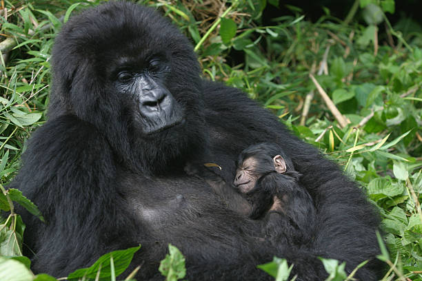 Uganda Wildlife and Gorillas