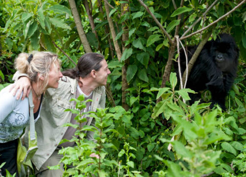 Gorilla Trekking Rwanda