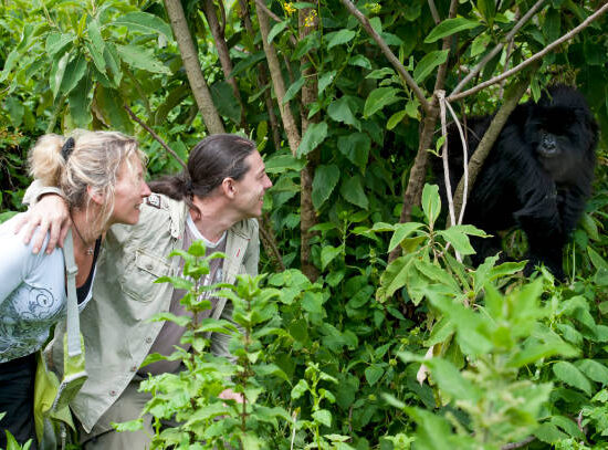 Gorilla Trekking Rwanda