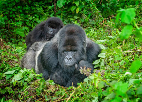 Mgahinga Gorilla Tour