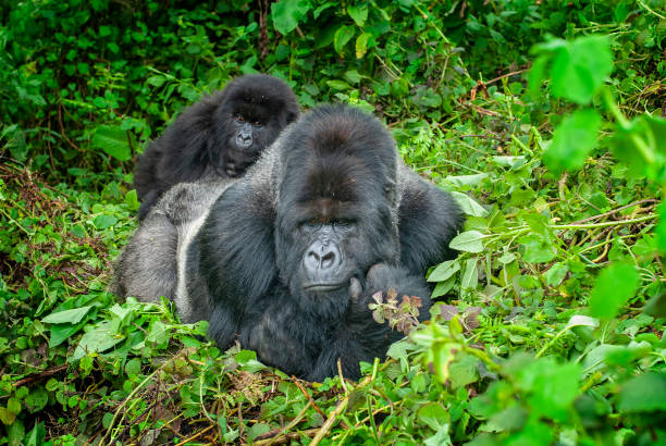 Mgahinga Gorilla Tour