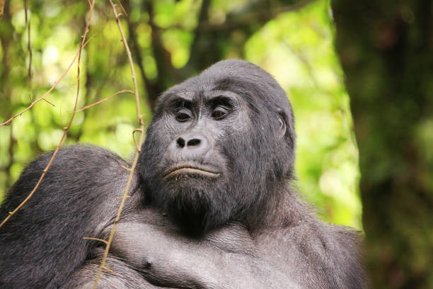 Rwanda